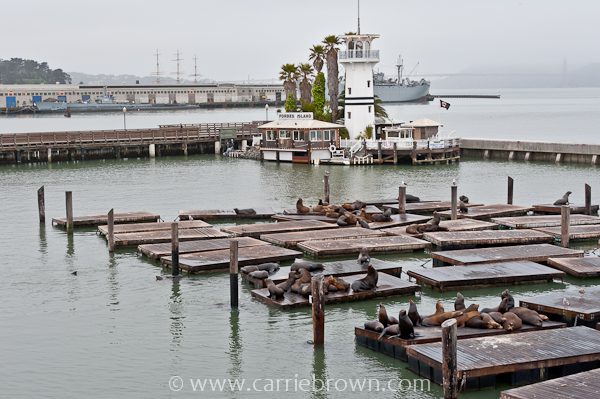 Sealions at Pier 39, San Francisco