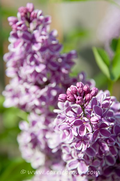 Lilac plume