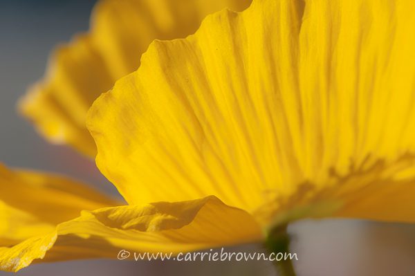 Carrie Brown | Flower