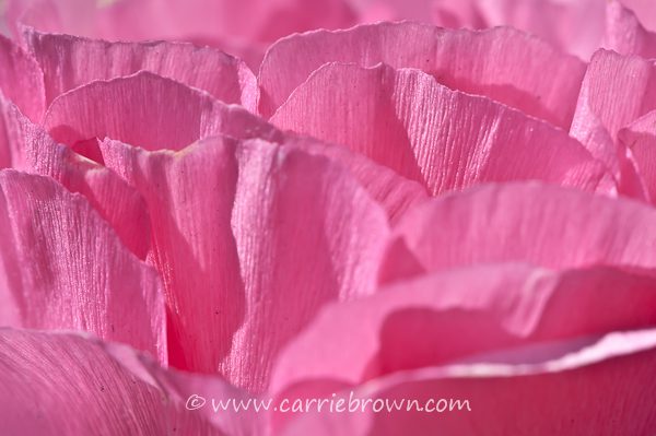 Carrie Brown | Flower